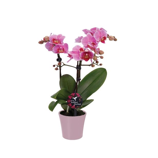 ORHIDEJA PHALAENOPSIS KOLIBRI 3 STEBLA L9