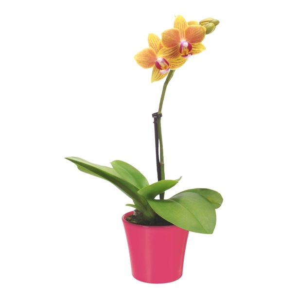ORHIDEJA PHALAENOPSIS LITTLE LADY 1 STEBLO L6