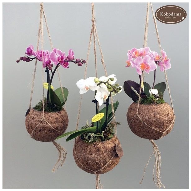 ORHIDEJA PHALAENOPSIS MINI KOKODAMA