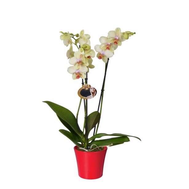 ORHIDEJA PHALAENOPSIS MIX 3 STEBLA L12