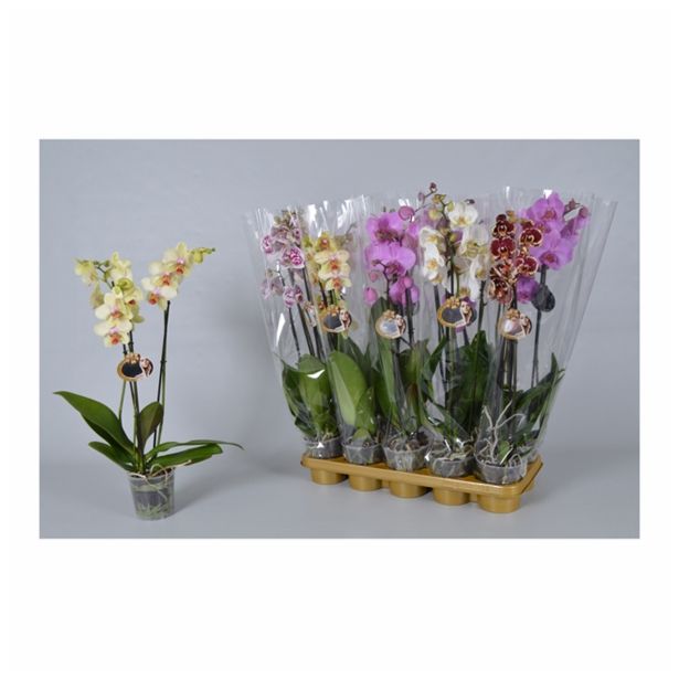 ORHIDEJA PHALAENOPSIS MIX 3 STEBLA L12