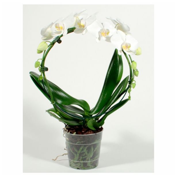 ORHIDEJA PHALAENOPSIS OBLIKOVAN KROG L12