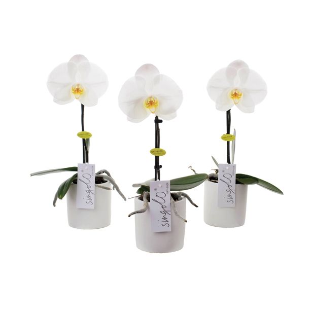 ORHIDEJA PHALAENOPSIS SINGOLO L9