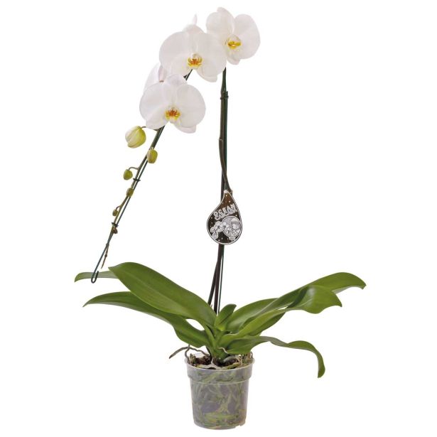 ORHIDEJA PHALAENOPSIS WATERFALL L15