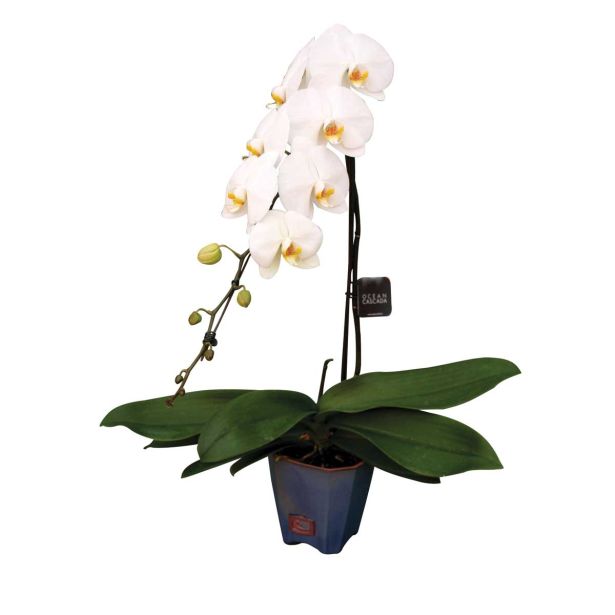 ORHIDEJA PHALAENOPSIS WATERFALL L15