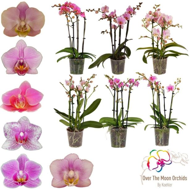 ORHIDEJA PINK 4-STEBELNA MIX L12