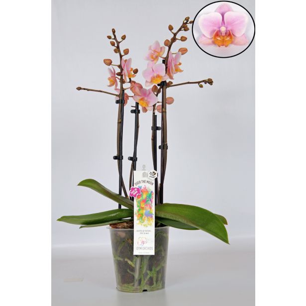 ORHIDEJA PINK 4-STEBELNA MIX L12