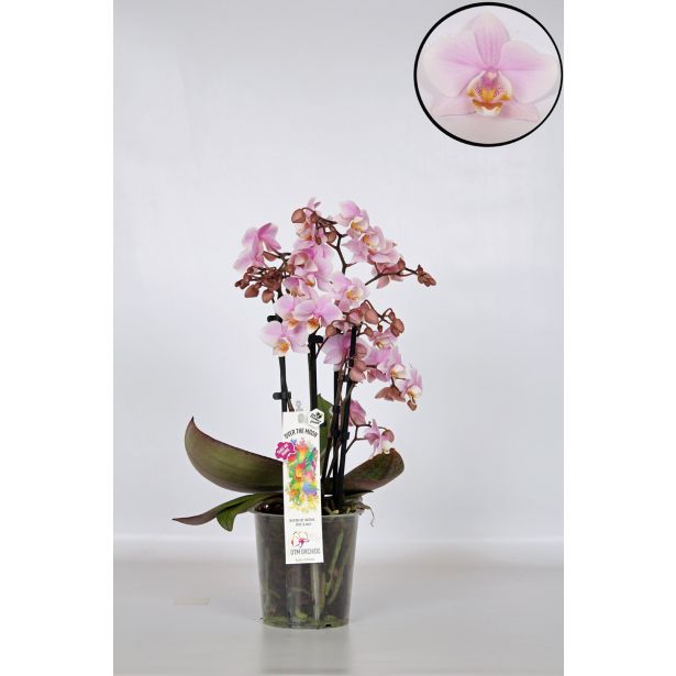 ORHIDEJA PINK 4-STEBELNA MIX L12