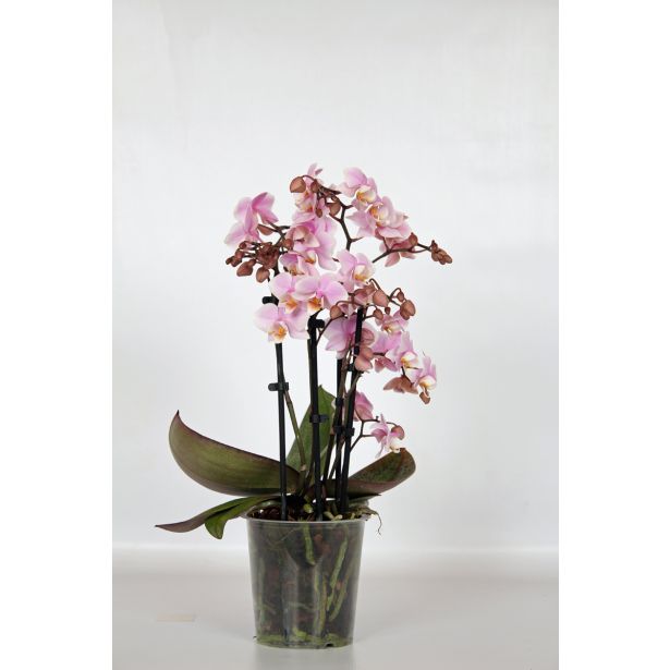 ORHIDEJA PINK 4-STEBELNA MIX L12