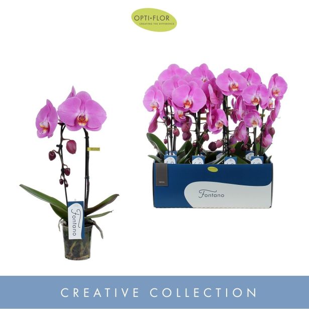 ORHIDEJA ROZA KASKADA 1-STEBELNA L9