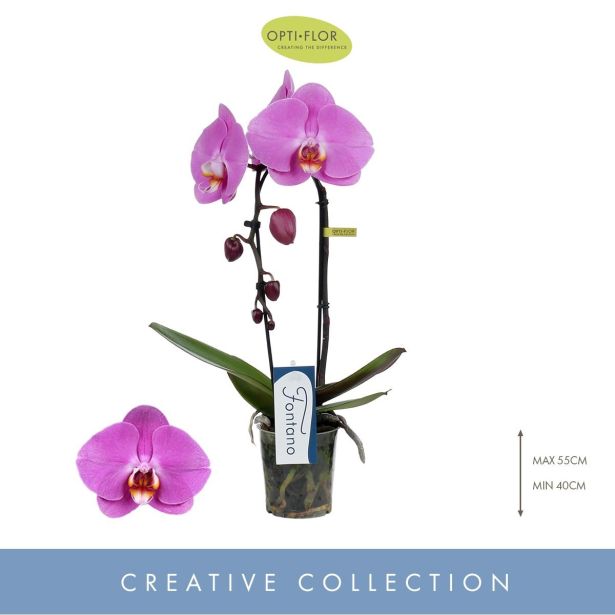 ORHIDEJA ROZA KASKADA 1-STEBELNA L9