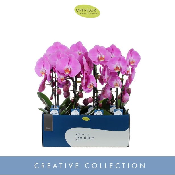 ORHIDEJA ROZA KASKADA 1-STEBELNA L9