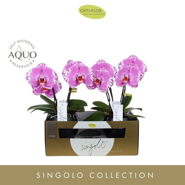 ORHIDEJA SINGOLO 2-STEBELNA MIX L9