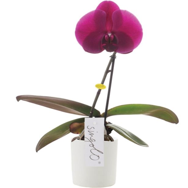 ORHIDEJA SINGOLO ROZA L9