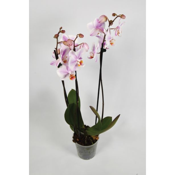 ORHIDEJA TRI STEBLA L12 VIŠ 65 MIX