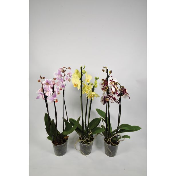 ORHIDEJA TRI STEBLA L12 VIŠ 65 MIX