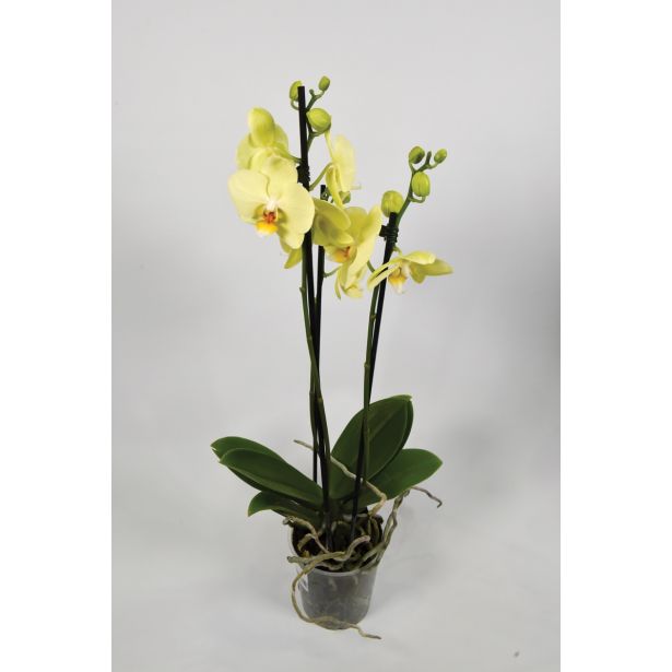 ORHIDEJA TRI STEBLA L12 VIŠ 65 MIX