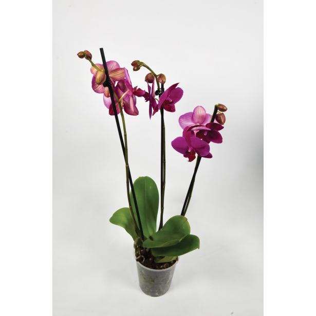 ORHIDEJA TRI STEBLA L12 VIŠ 65 MIX