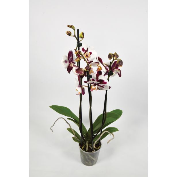 ORHIDEJA TRI STEBLA L12 VIŠ 65 MIX