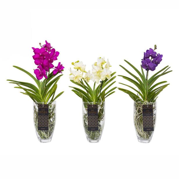 ORHIDEJA VANDA CHARLOTTE L14 CM