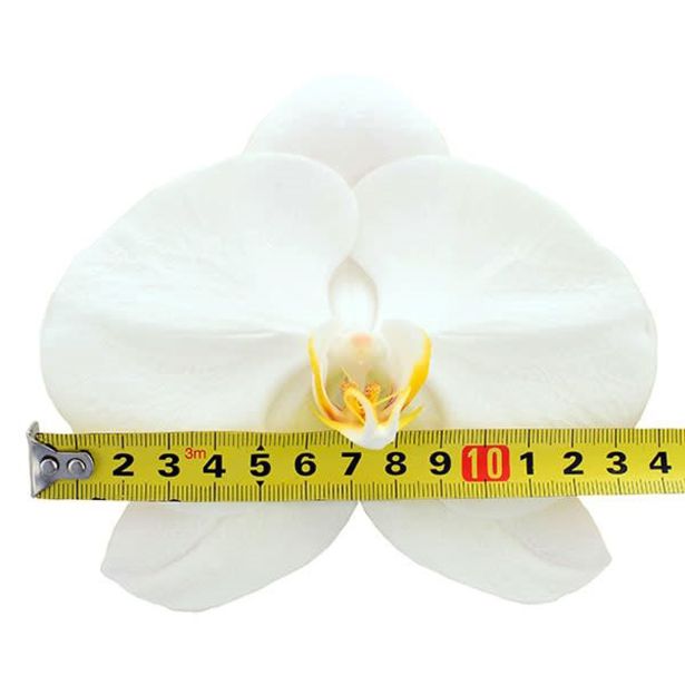 ORHIDEJA WHITE 1-STEBELNA OKR. LONEC L9