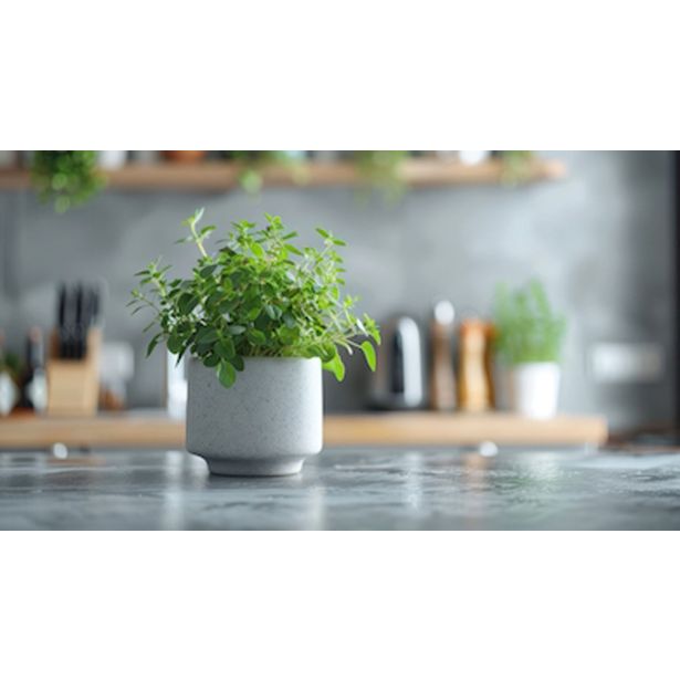 ORIGANO L10 CM