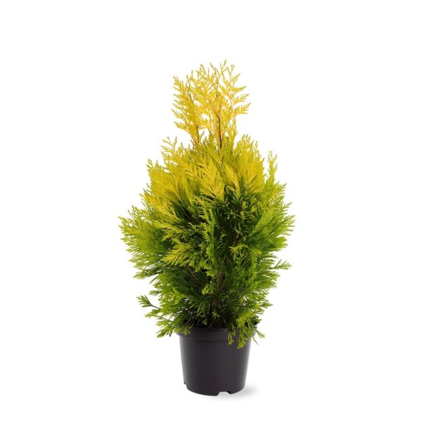 TUJA ORJAŠKI KLEK GOLDY L19