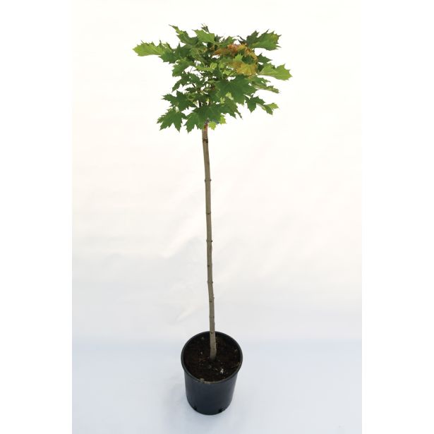 JAVOR OSTROLISTNI GLOBOSUM L24