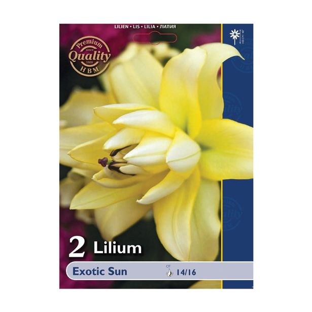 LILIJA HOLLAND BULB MARKET OT EXOTIC SUN