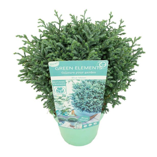 PACIPRESA BLUE MOON L17 CM