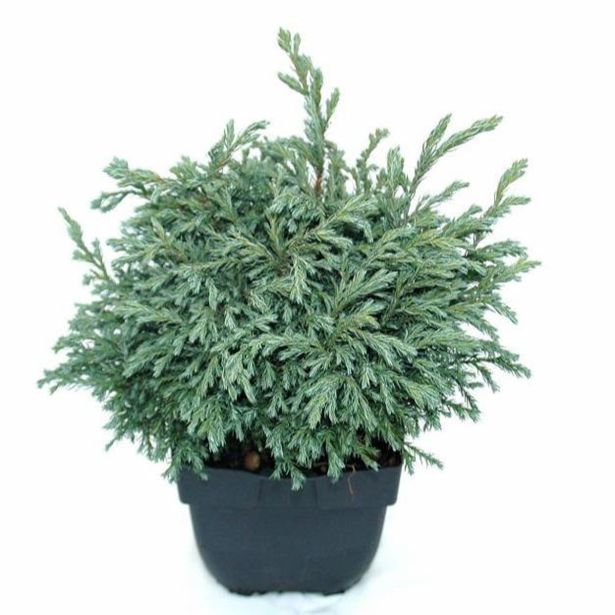 PACIPRESA CHAMAECYPARIS LAW. BABY BLUE L17 CM