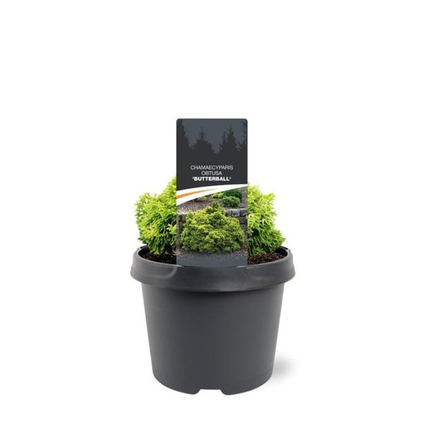 PACIPRESA CHAMAECYPARIS LAW. BUTTERBALL 19 CM