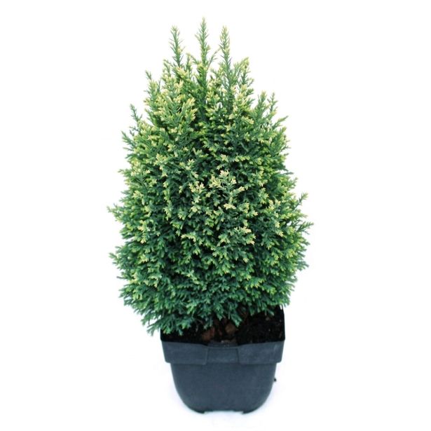 PACIPRESA CHAMAECYPARIS LAW. SNOW WHITE L17 CM