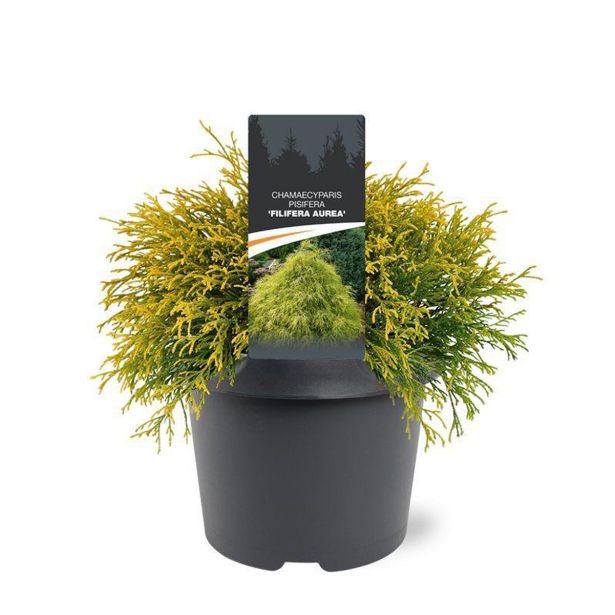 PACIPRESA FILIFERA AUREA L3 L