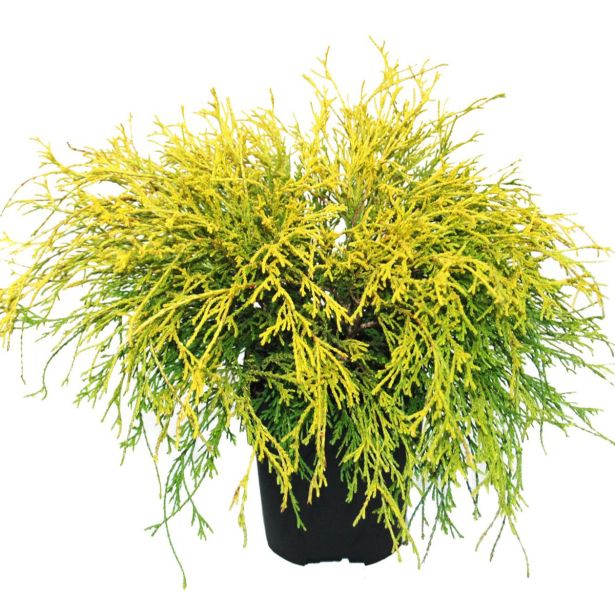 PACIPRESA GRAHASTA FILIFERA AUREA L17