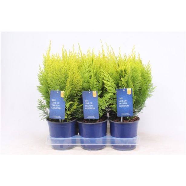 PACIPRESA IVONNE L15