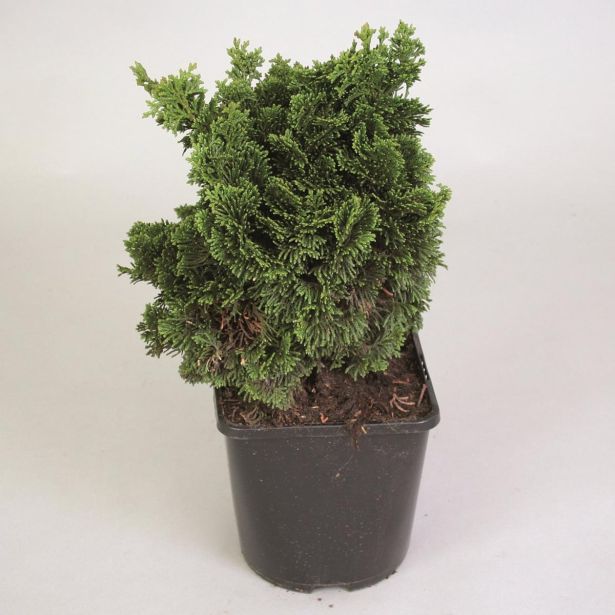 PACIPRESA JAPONSKA NANA GRACILIS L17