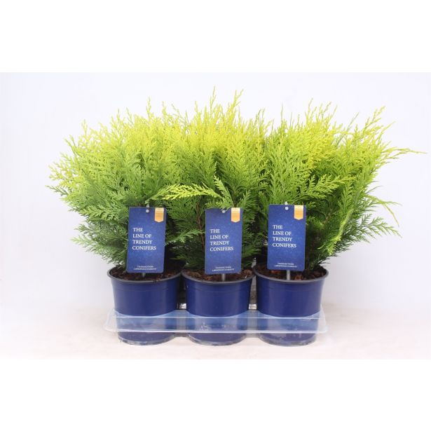 PACIPRESA LAWSONOVA STARDUST L15