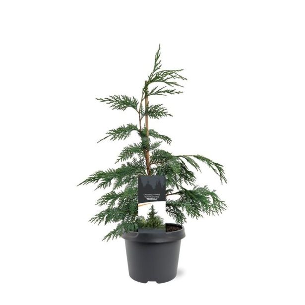 PACIPRESA NOOTK PENDULA L19 CM
