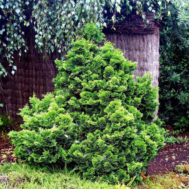 PACIPRESA OBTUSA NANA GRACILIS L3 L