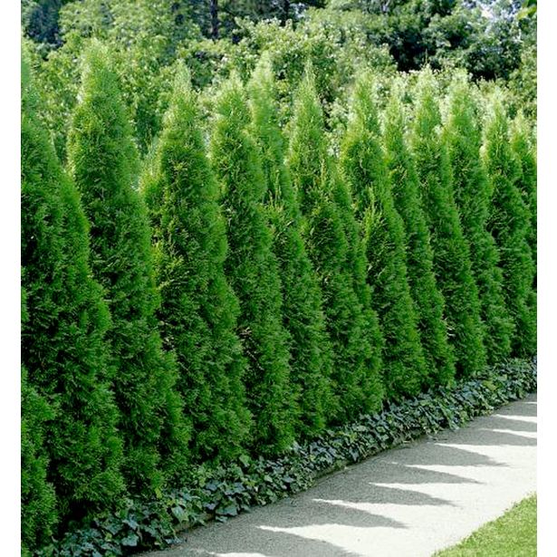 PACIPRESA PACIPRESA LAWSON