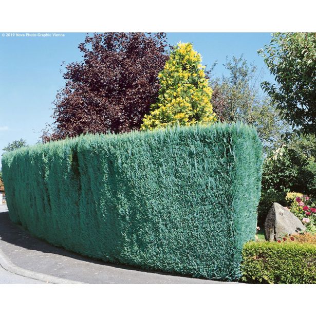 PACIPRESA PACIPRESA LAWSON