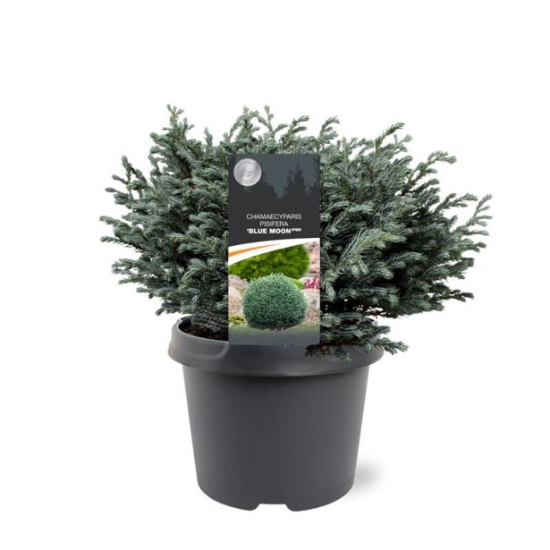 PACIPRESA PIS. BLUE MOON L3 L