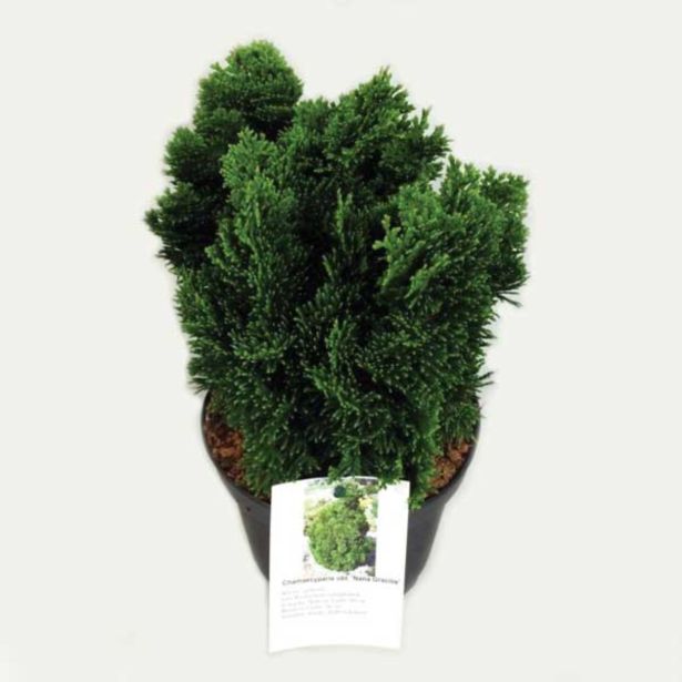 PACIPRESA ŠKOLKASTA L17