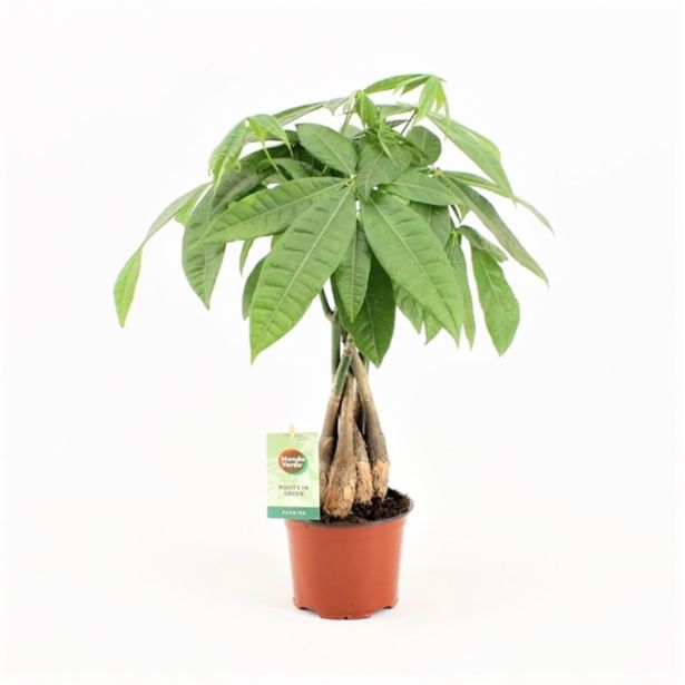 PAHIRA AQUATICA L12 VIŠ 45 CM