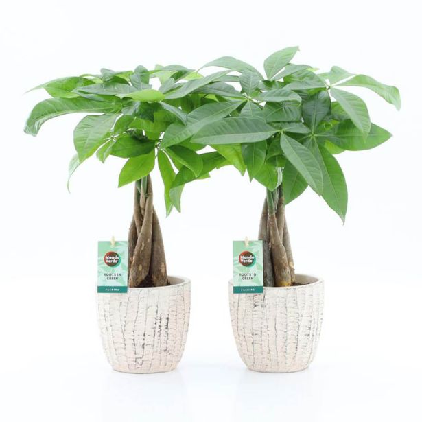 PAHIRA V OKRAS. KER. LON. L13 CM