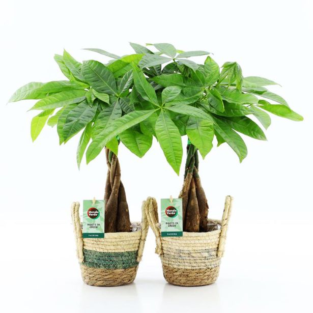 PAHIRA V OKRAS. LON. NOAH L14 CM