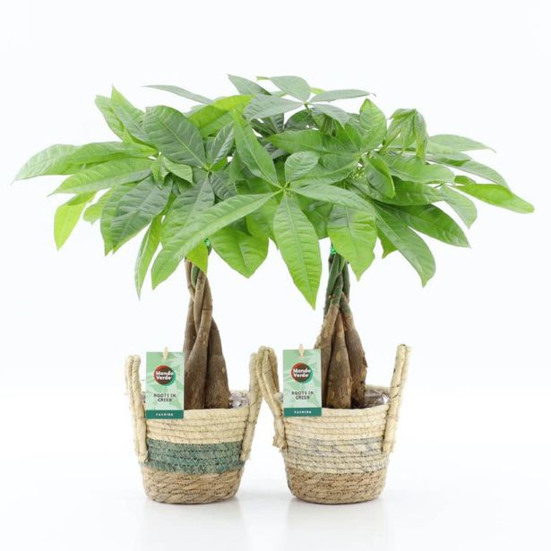 PAHIRA V OKRAS. LON. NOAH L14 CM