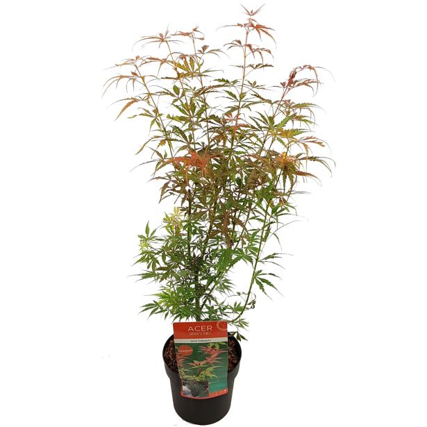 LISTAVEC PAHLJAČASTI JAVOR JERRE SCHWARTZ L19