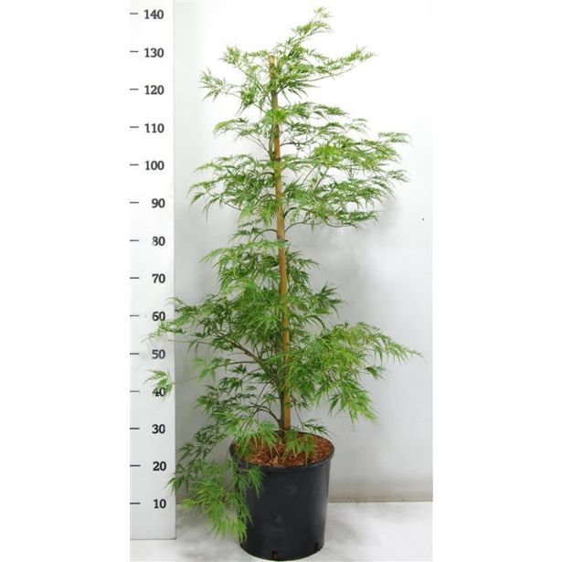 LISTAVEC PAHLJAČASTI JAVOR L32